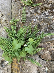 Asplenium trichomanes