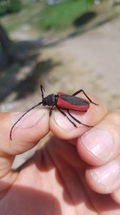 Purpuricenus kaehleri