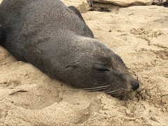Arctocephalus forsteri