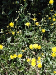 Crepis biennis