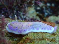 Goniobranchus thompsoni