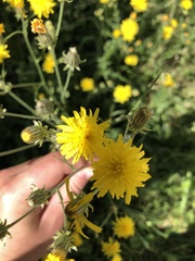 Crepis biennis
