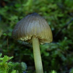 Entoloma procerum