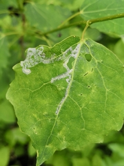 Phyllocnistis labyrinthella