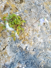 Campanula cochleariifolia