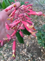 Aesculus pavia image