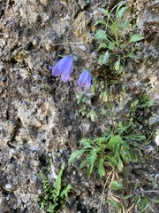 Campanula