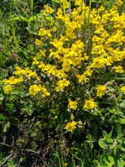 Helianthemum oelandicum orientale