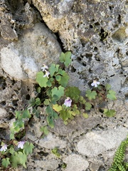 Cymbalaria muralis