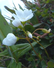 Montia bostockii
