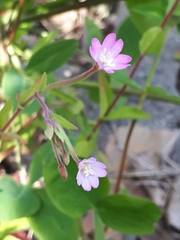 Epilobium collinum