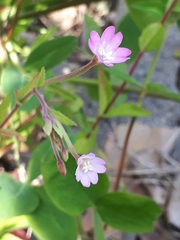 Epilobium collinum