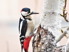 Dendrocopos major