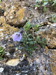 Campanula