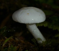 Cortinarius cycneus