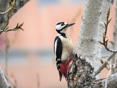 Dendrocopos major