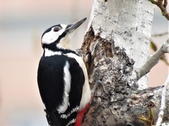 Dendrocopos major