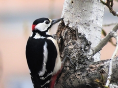 Dendrocopos major