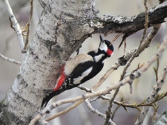 Dendrocopos major