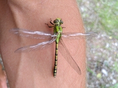 Ophiogomphus
