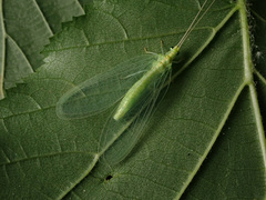 Nineta flava