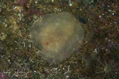 Doriopsilla peculiaris