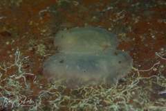 Doriopsilla peculiaris