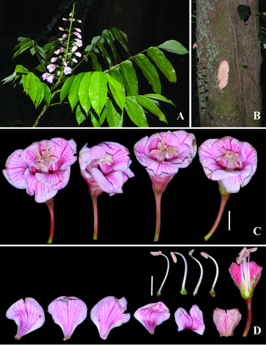 Bretschneidera sinensis iNat (3)