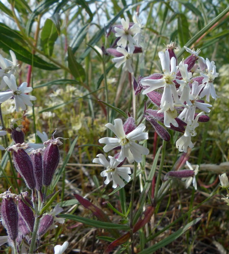 Creeping Catchfly