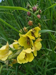 Verbascum spectabile