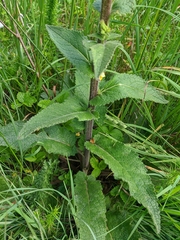 Verbascum spectabile