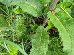 Verbascum spectabile