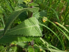 Verbascum spectabile
