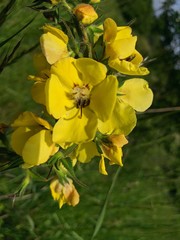 Verbascum spectabile