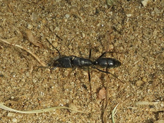 Paltothyreus tarsatus