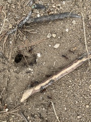 Camponotus cruentatus