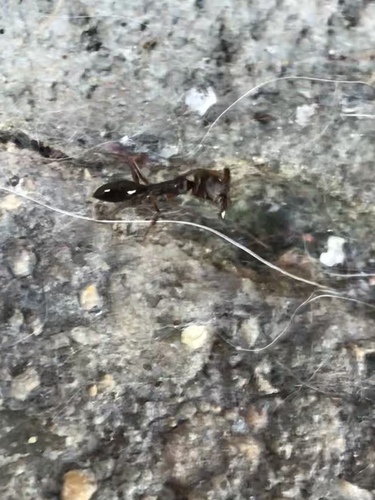 Two-spined trapjaw ant photo 4