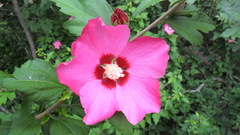 Hibiscus syriacus