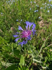 Centaurea fuscomarginata