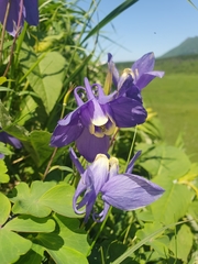 Aquilegia flabellata