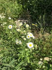 Erigeron annuus