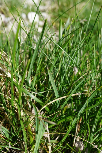 Image of Sesleria albicans by (c) Patrick Hacker, some rights reserved (CC BY)