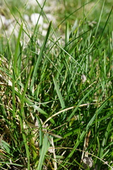 Sesleria albicans