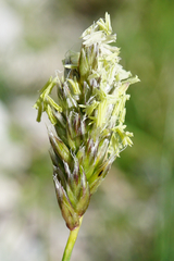 Sesleria albicans