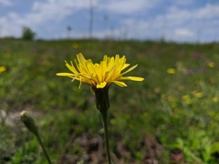 Leontodon biscutellifolius