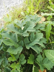 Heracleum sphondylium