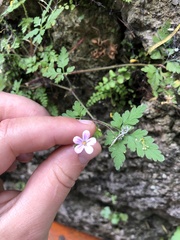 Geranium robertianum