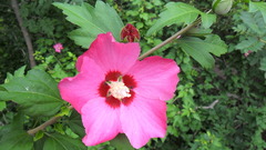 Hibiscus syriacus
