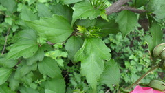 Hibiscus syriacus