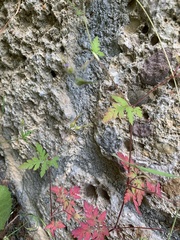 Geranium robertianum